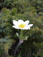 /album/faunes-et-flores-de-montagne1/anemone-du-printemps-jpg1/